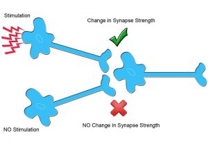 synapse strengthening