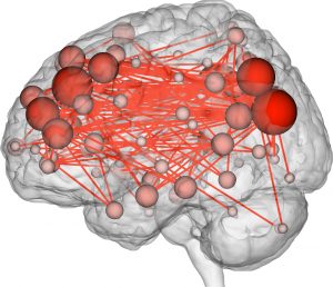 brain connectivity