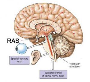 Reticular Activating System (RAS)